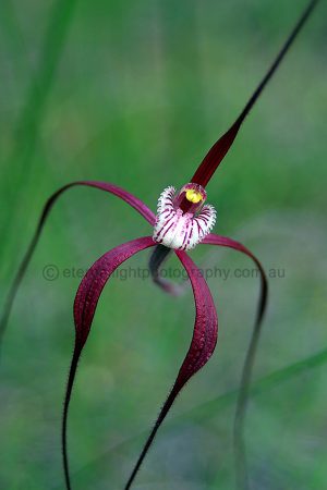Chapman's Spider Orchid (CSO1)