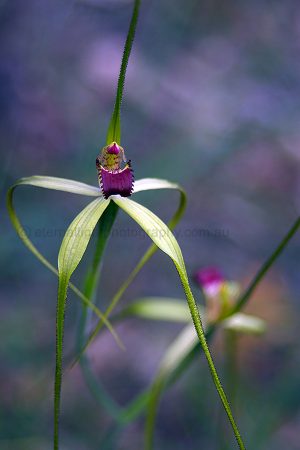 Darting Spider Orchid (DSO1)