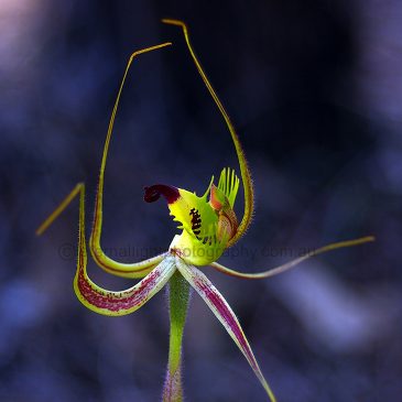 Green Spider Orchid (GSO1)