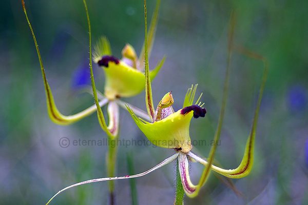 Green Spider Orchid (GSO2)